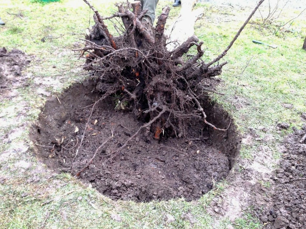 Удаление - корчевание кустарников в Казани