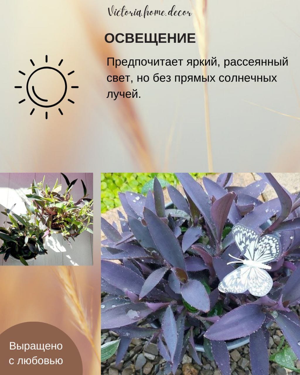 Традесканция Setcreasea-Pallida Purpurea / Сеткреазия-Паллида пурпурная — фото 7