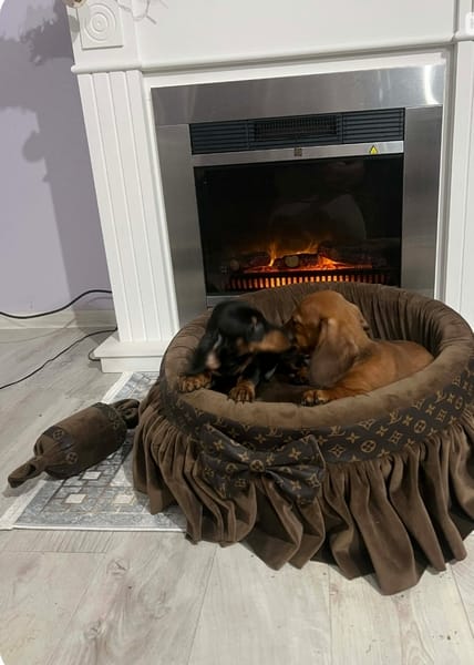 Короткошерстные таксы — фото 2