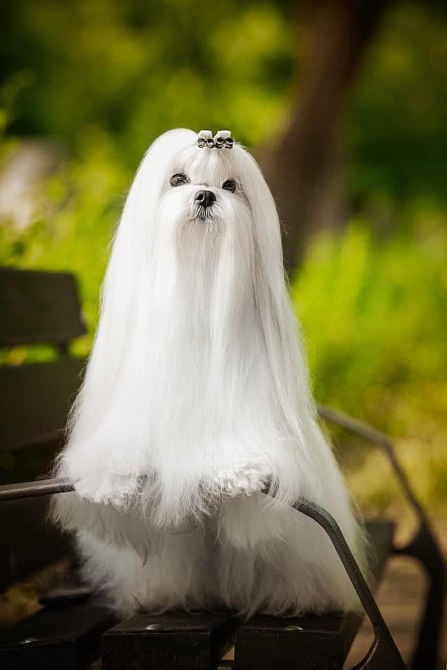 Мальтезе, отличная родословная — фото 3