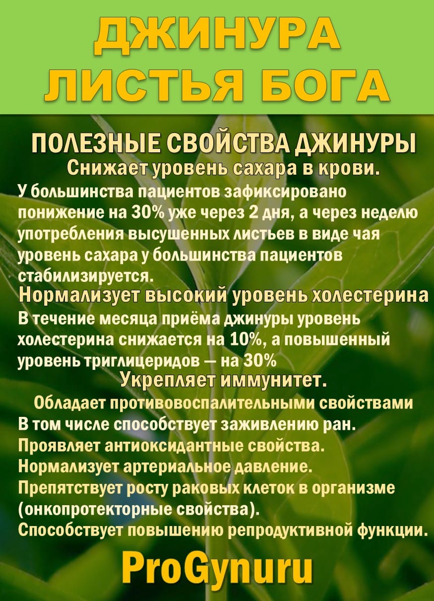 Фиточай Джинура Прокумбенс. Гинура. Сушёный лист. — фото 2