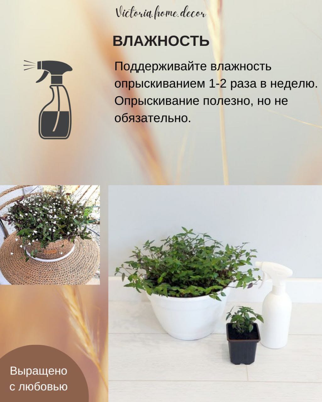 Традесканция Gibasis Bridal vail / Гибазис Фата невесты — фото 11