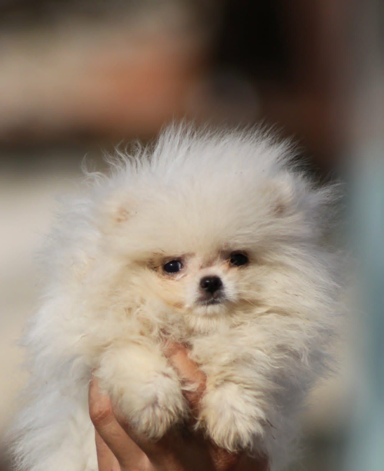 Щенки померанского шпица Бу — фото 6