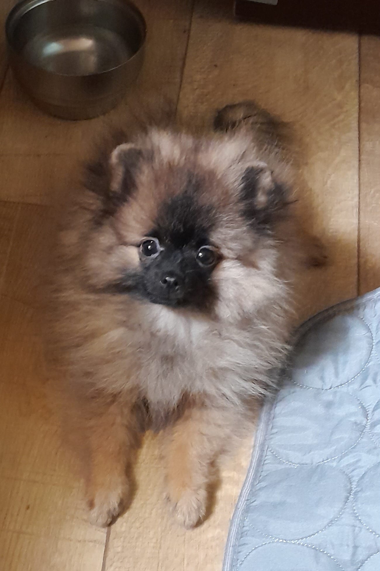 померанский мини шпиц щенки