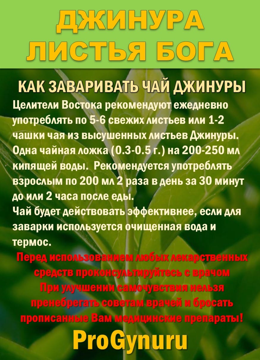 Фиточай Джинура Прокумбенс. Гинура. Сушёный лист. — фото 4