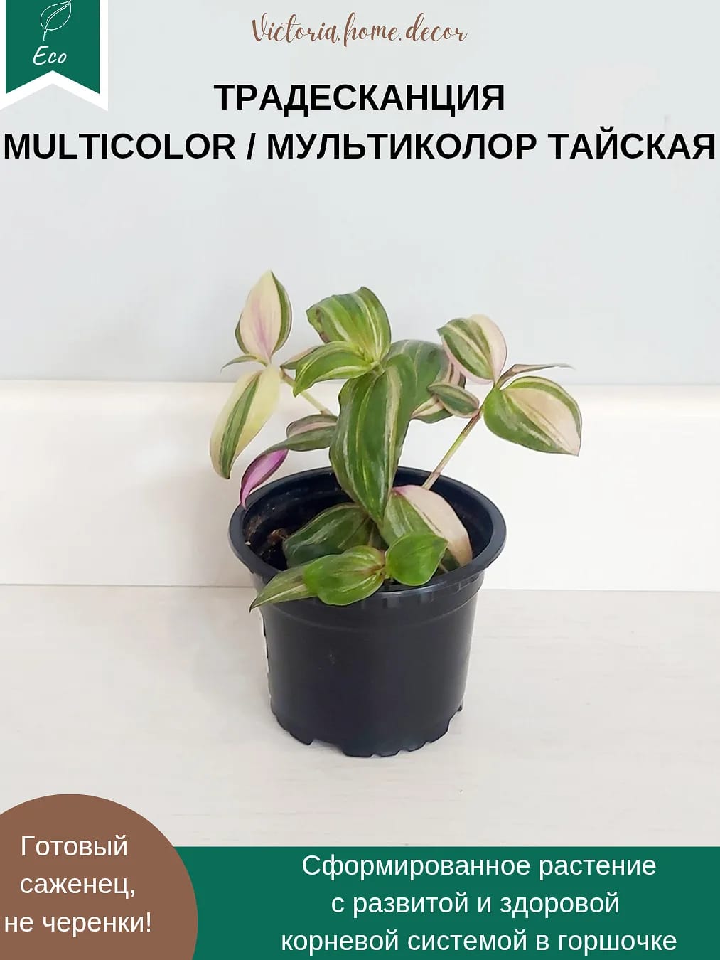Традесканция Zebrina Discolor multicolor/ Зебрина Мультиколор тайская вариегатная