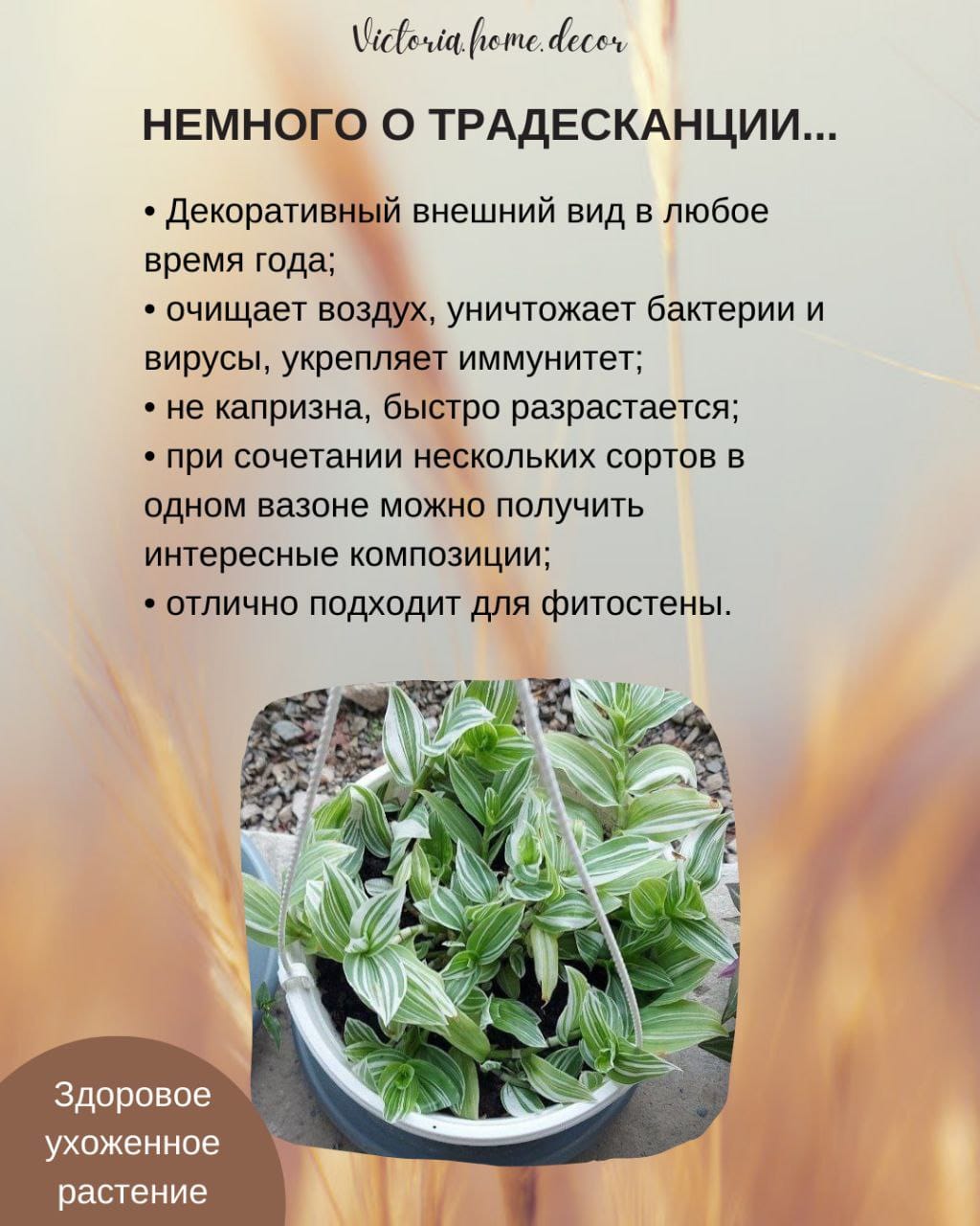 Традесканция Albiflora Albovittata /Альбифлора Альбовиттата — фото 4