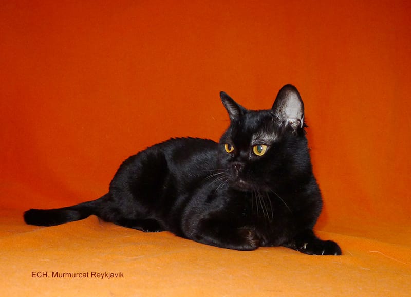 Бомбейские котята — фото 5