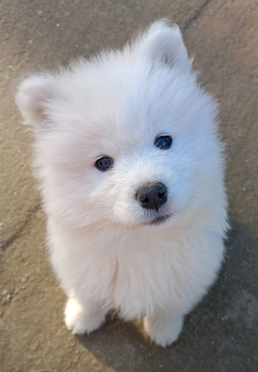 Щенки самоеда — фото 5