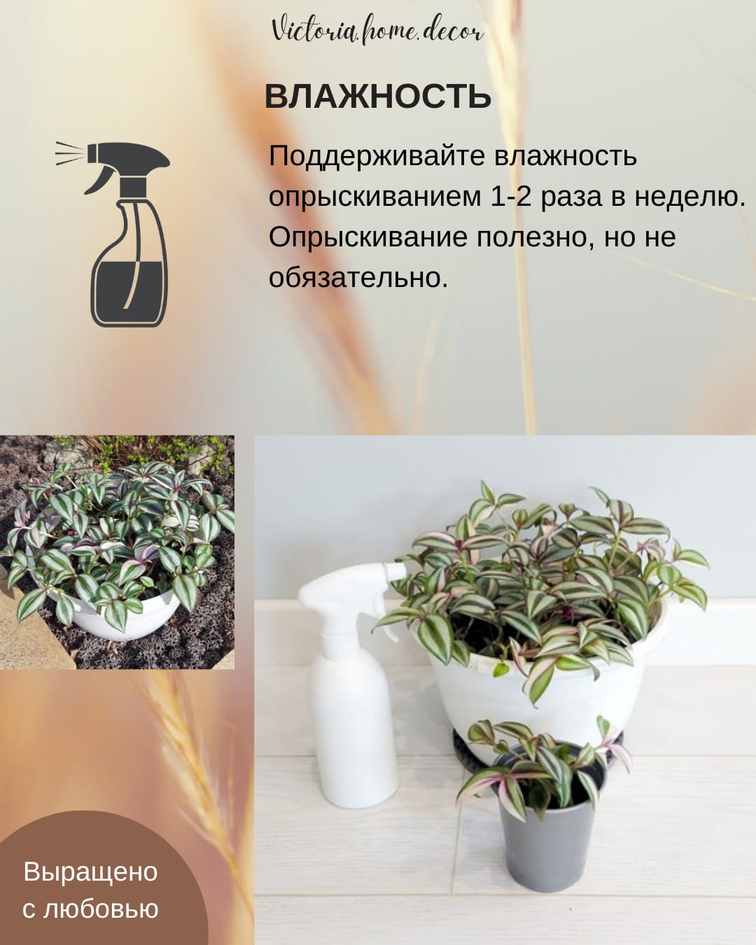 Традесканция Zebrina Qvadricolor/ Зебрина Квадриколор — фото 11