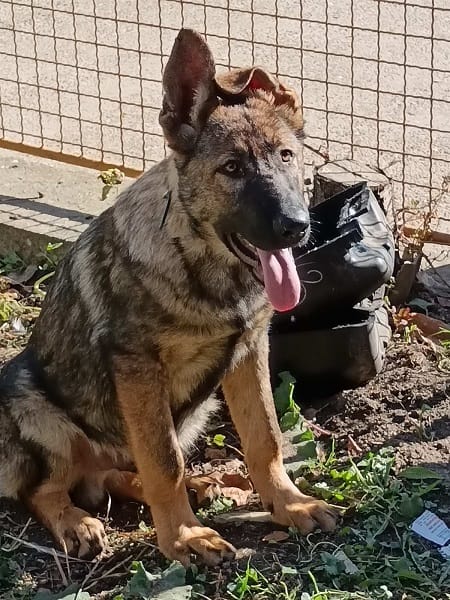 Кученца от немска овчарка — фото 3