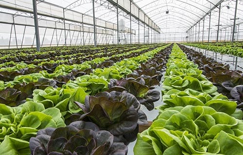 "Работа и вакансии" на сельскохозяйственных фермах в Великобритании — фото 3