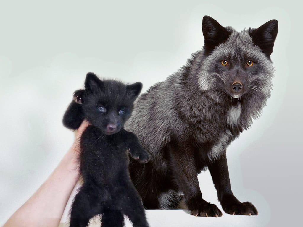 Лисята серебристо-черные