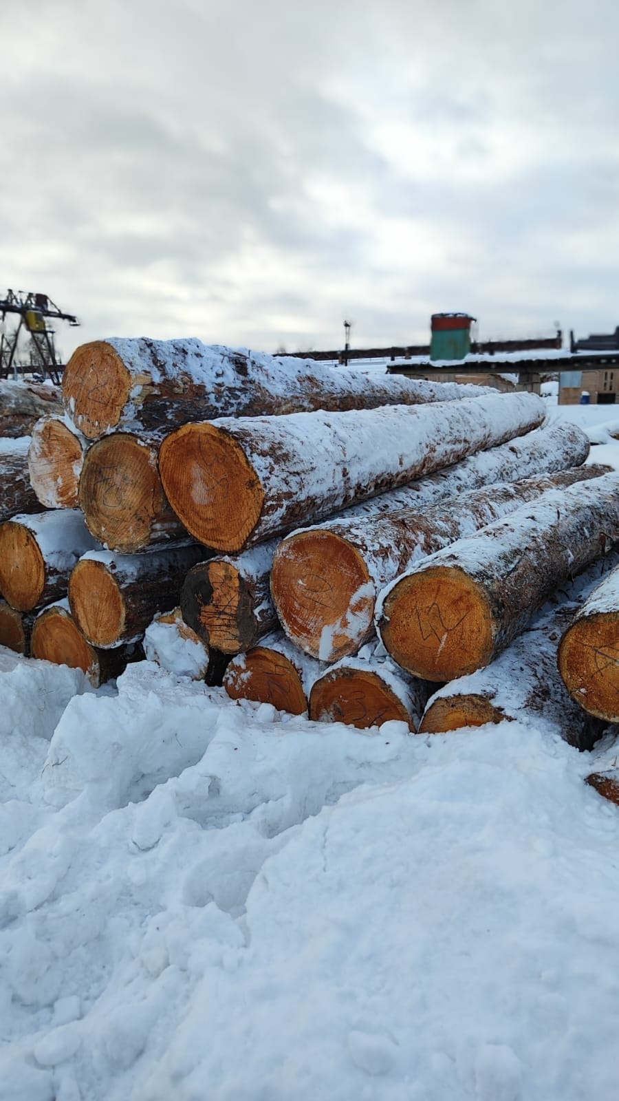 Кедр кругляк продажа оптом. — фото 3