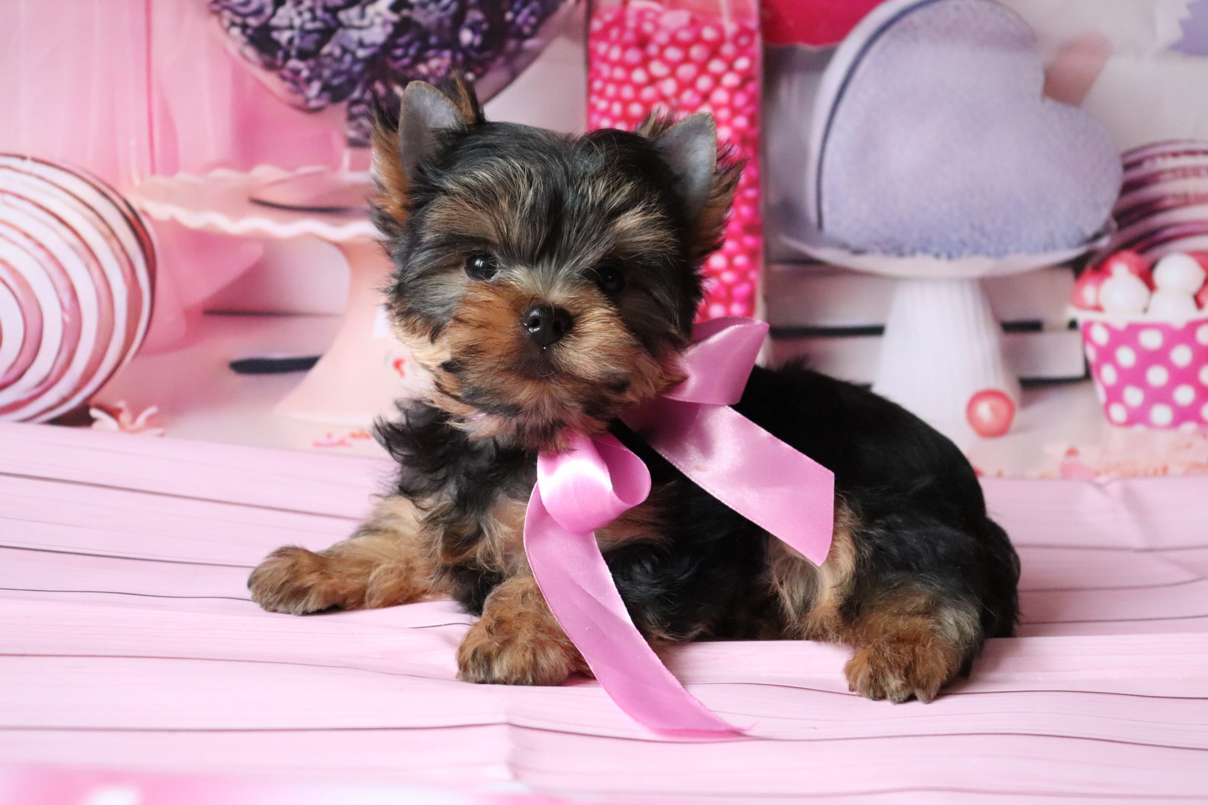 Щенки Йоркширского  терьера