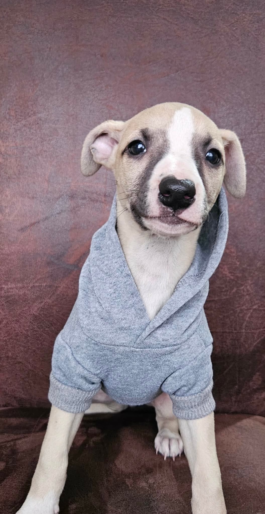 Щенки персидской борзой и салюки — фото 6