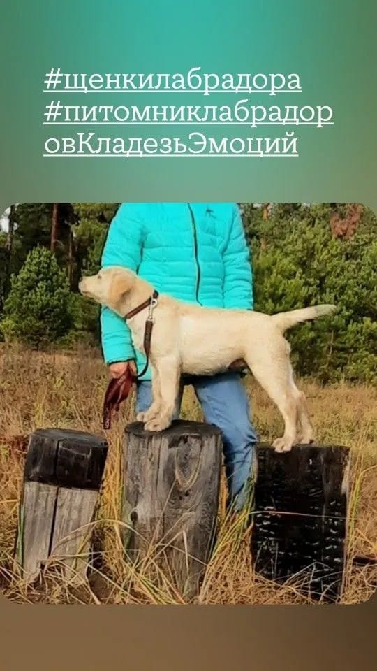 Щенки лабрадора из питомника Кладезь Эмоций — фото 2