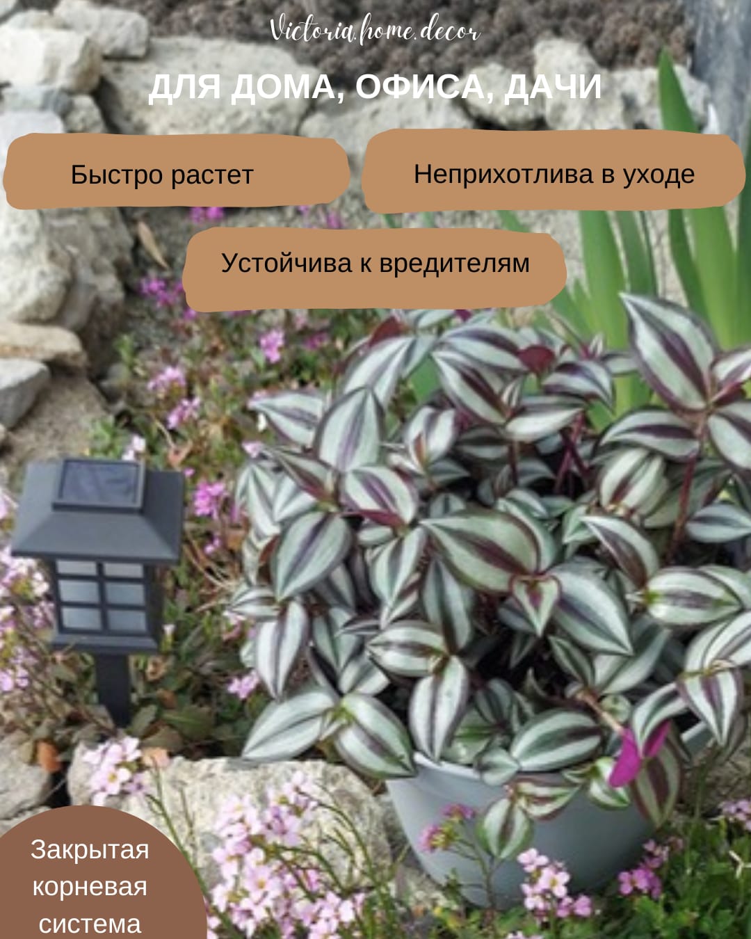 Традесканция Zebrina Viollet Hill/ Зебрина Фиолетовый холм — фото 3