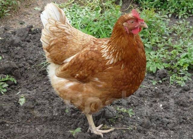 Куры несушки Хайсекс Браун (более 350 дней)