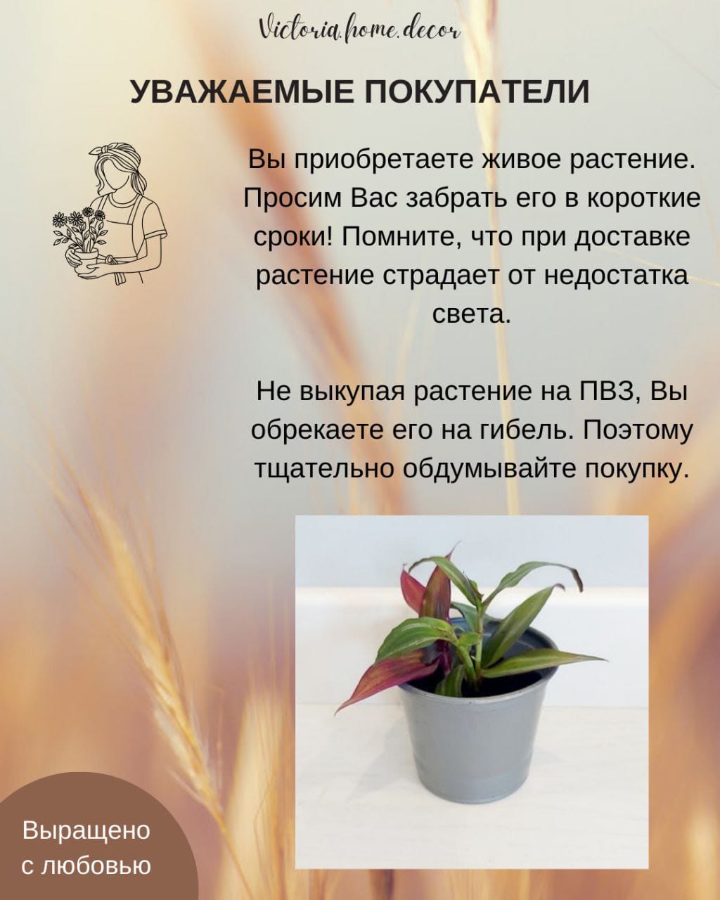 Традесканция Zebrina Disсоlоr Thailand/Зебрина Дисколор тайская — фото 13