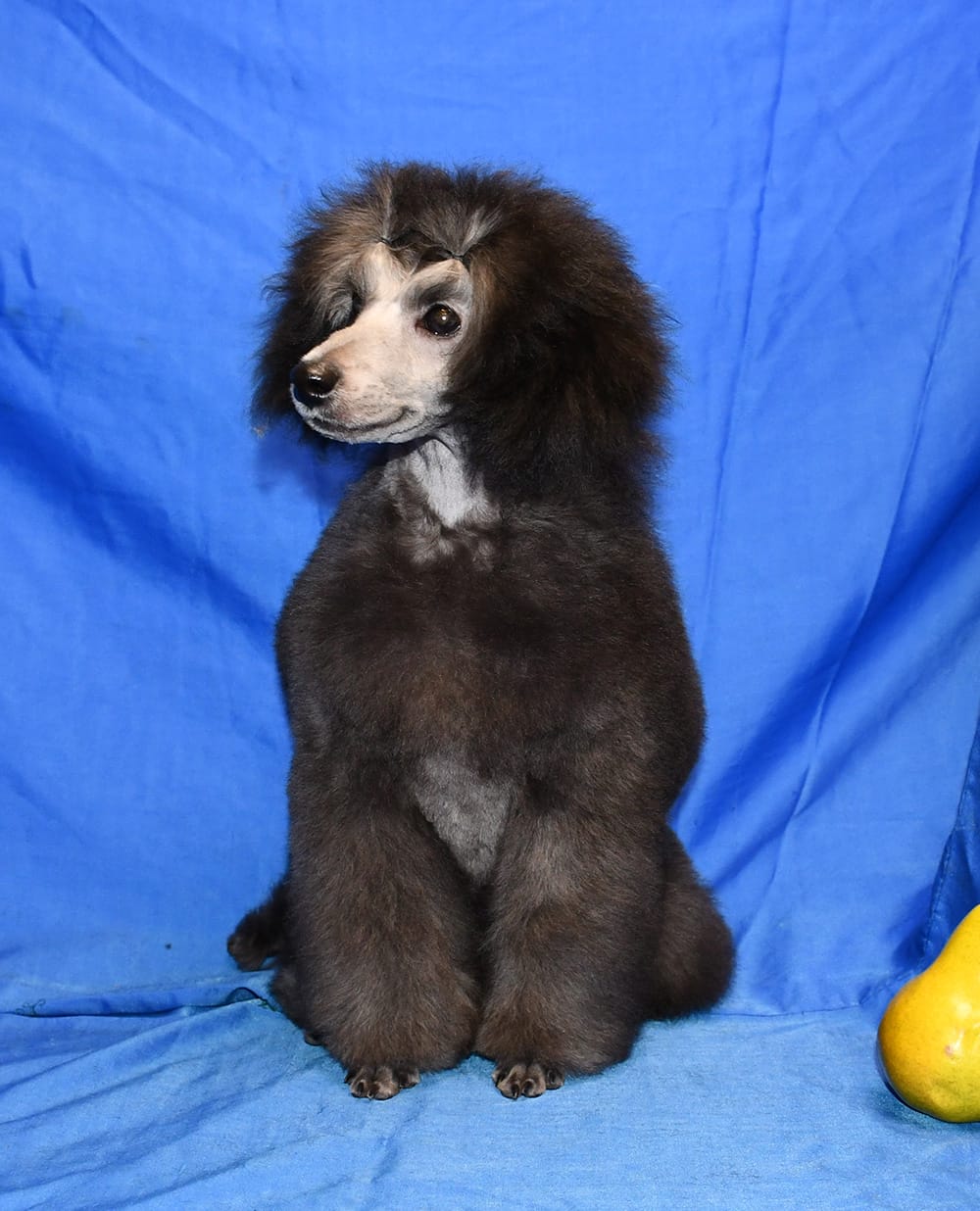 Щенок  пуделя миниатюрный мальчик серебристый Джентли Борн Рондо — фото 3