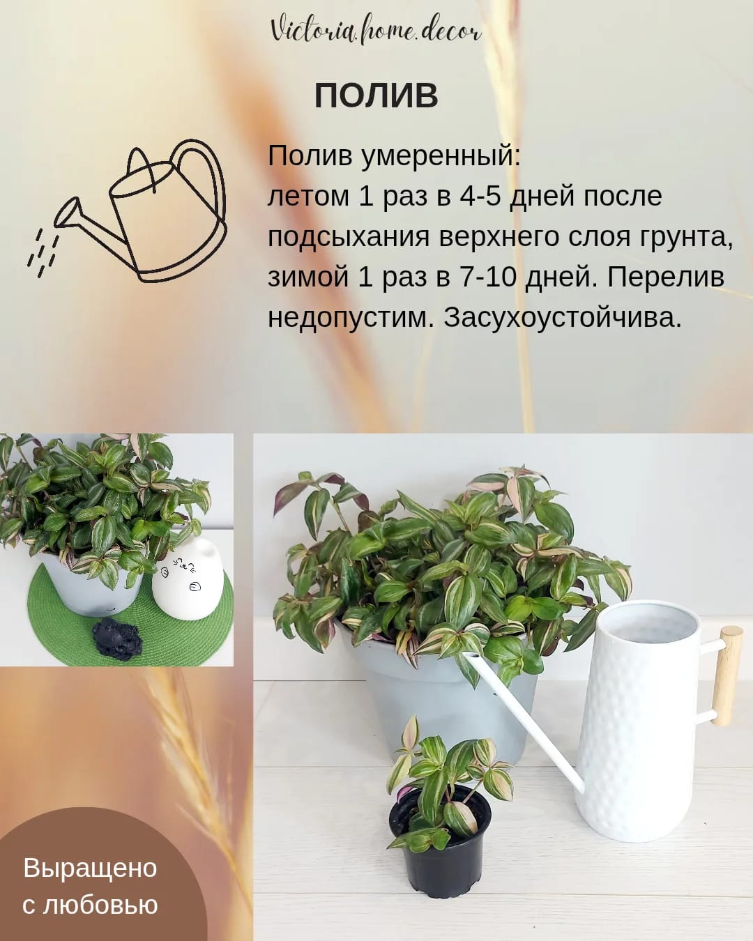 Традесканция Zebrina Discolor multicolor/ Зебрина Мультиколор тайская вариегатная — фото 9