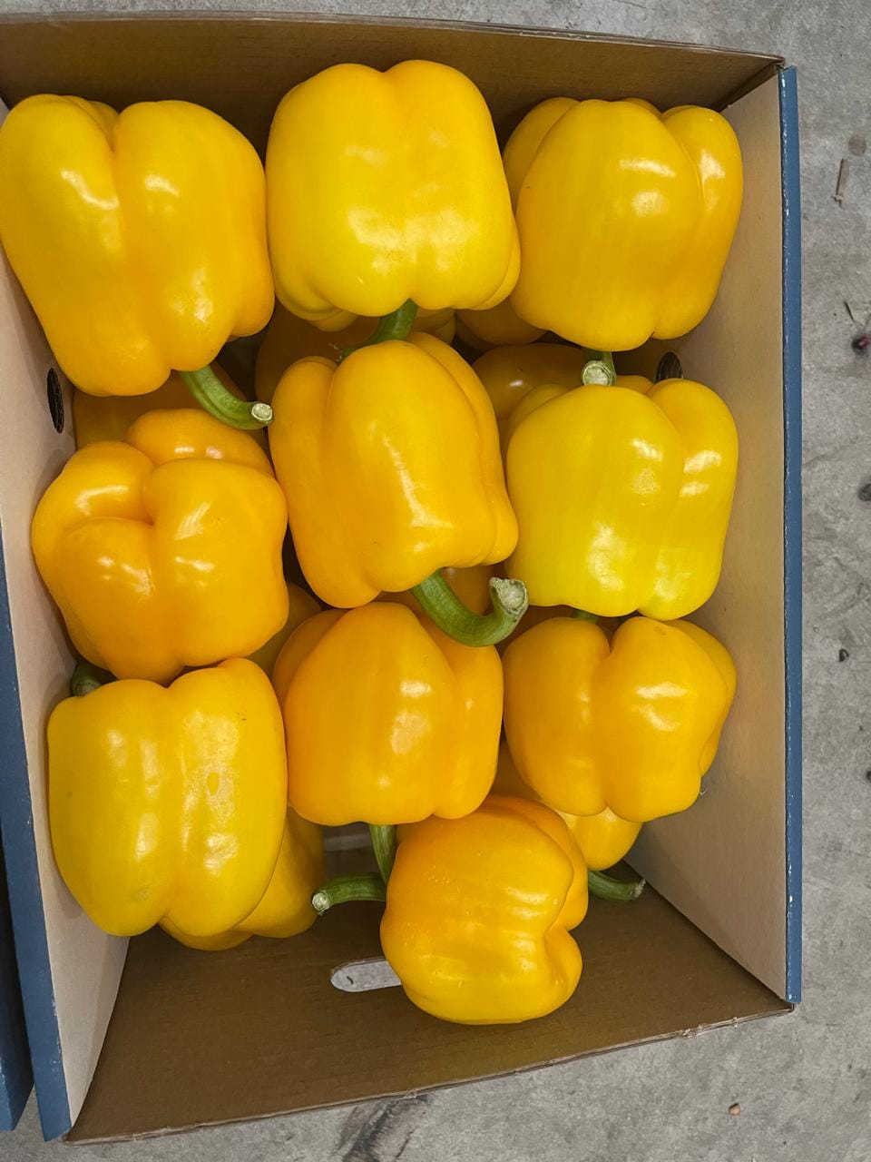 Перец светафор — фото 5