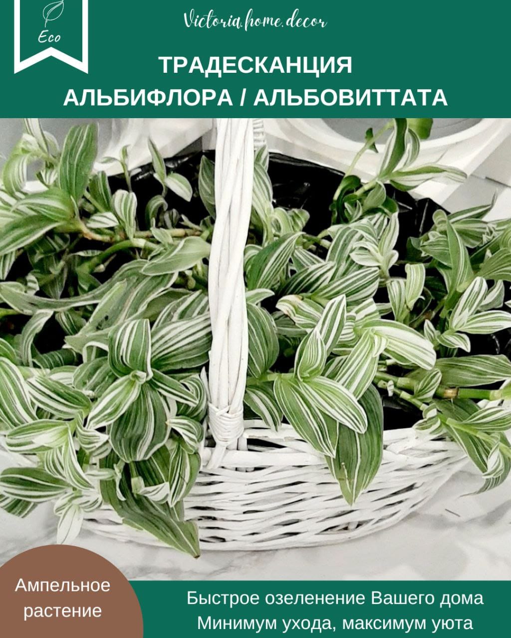 Традесканция Albiflora Albovittata /Альбифлора Альбовиттата — фото 2