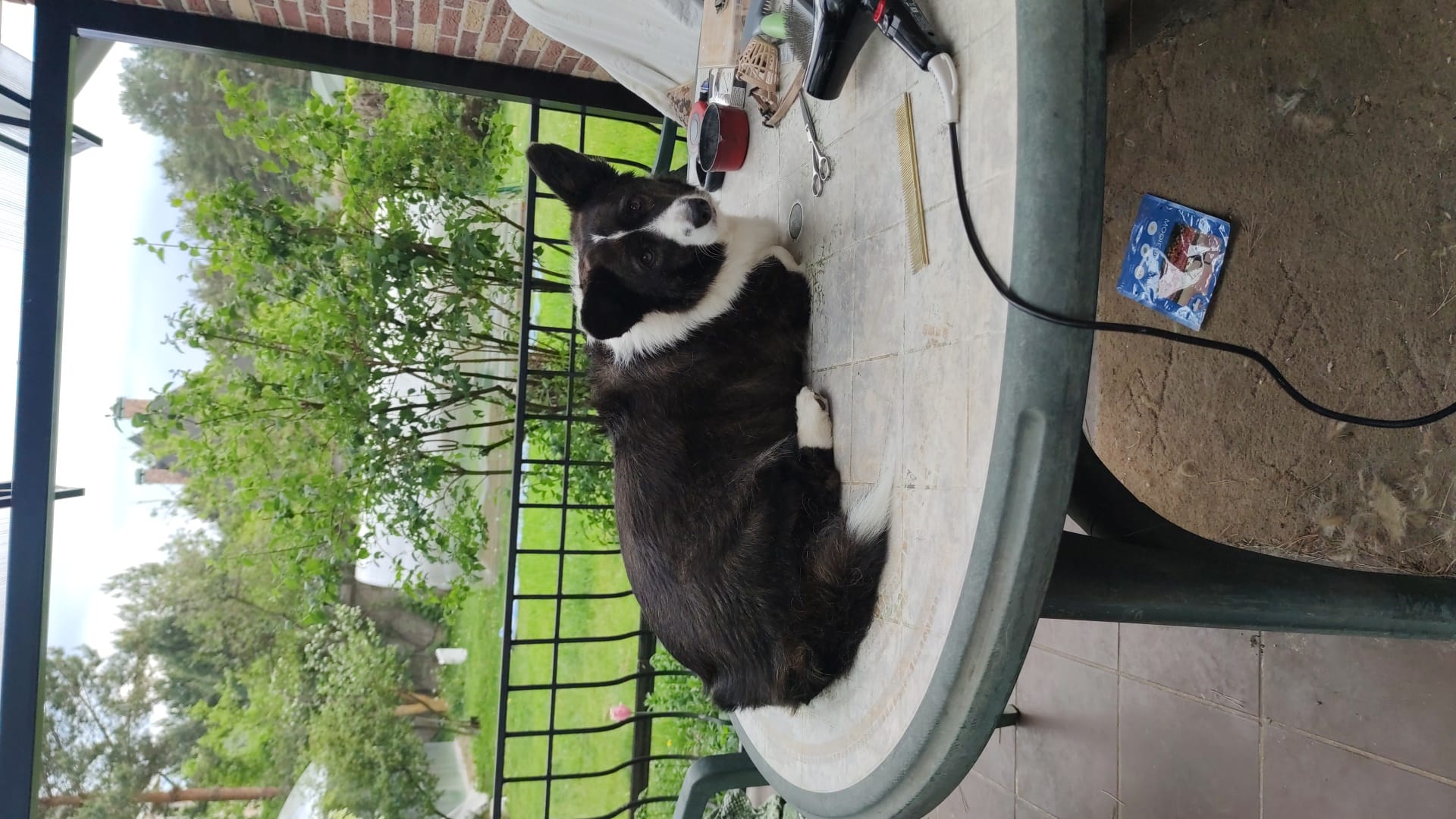 Стрижка собак и кошек — фото 6