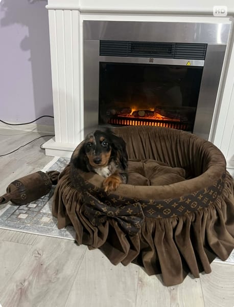 Карликовая длинношерстная такса, мерле, самка