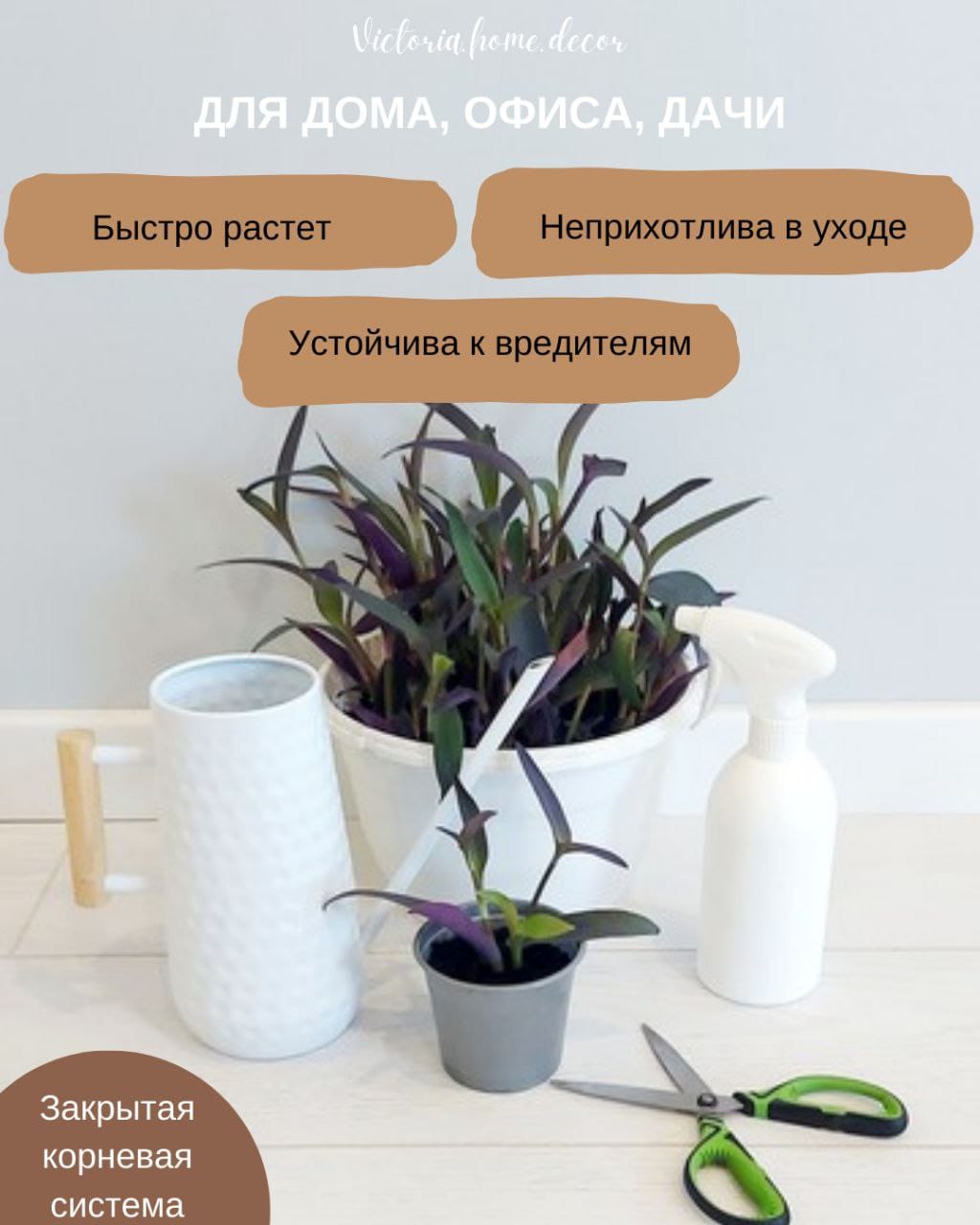 Традесканция Setcreasea-Pallida Purpurea / Сеткреазия-Паллида пурпурная — фото 3