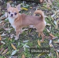 Чихуахуа мальчик — фото 3