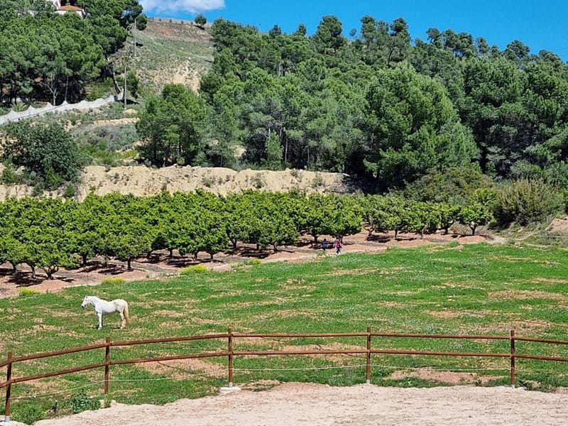 Плантация апельсинов с виллой под Валенсией — фото 10