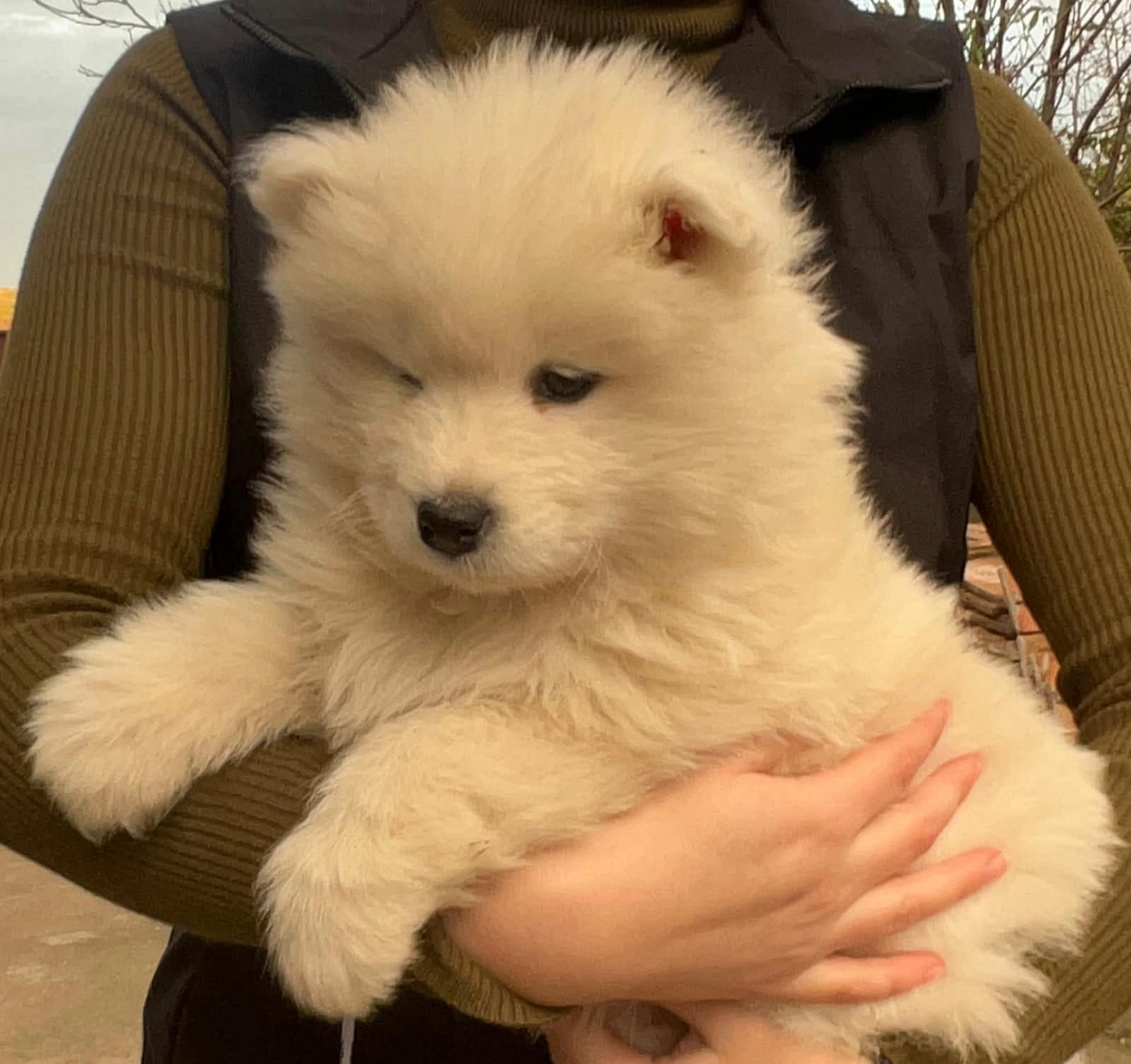 Щенки самоеда — фото 4