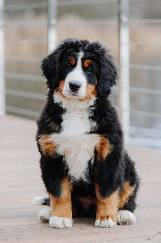 Питомник бернских зенненхундов