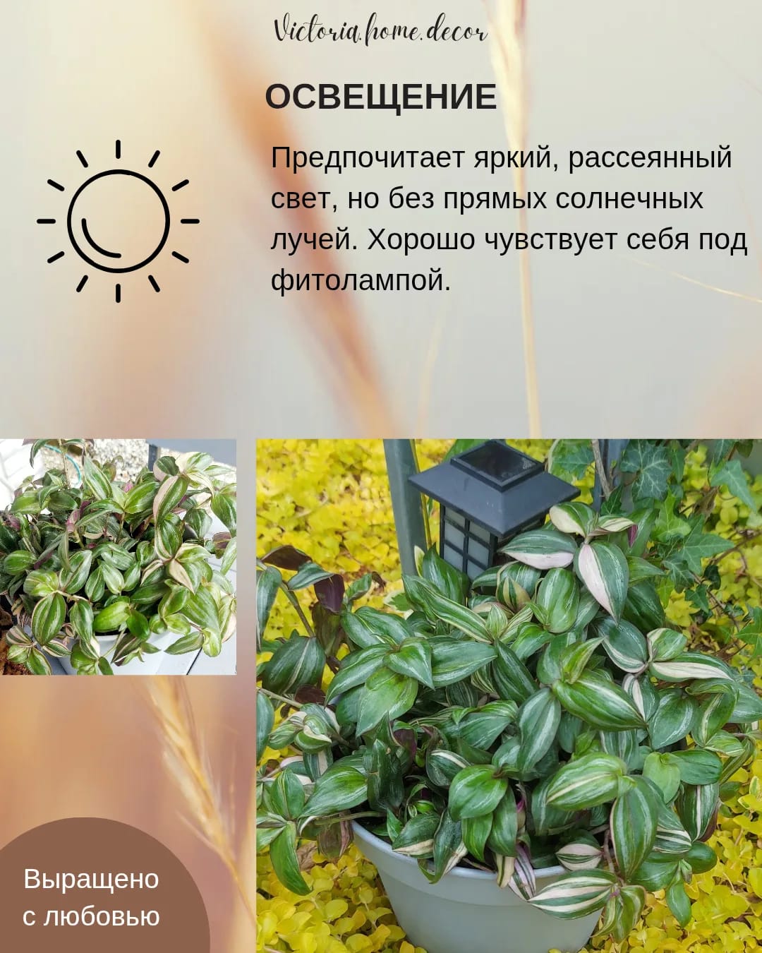Традесканция Zebrina Discolor multicolor/ Зебрина Мультиколор тайская вариегатная — фото 7