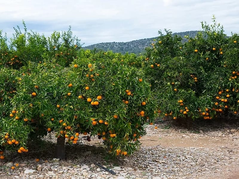 Плантация апельсинов с виллой под Валенсией