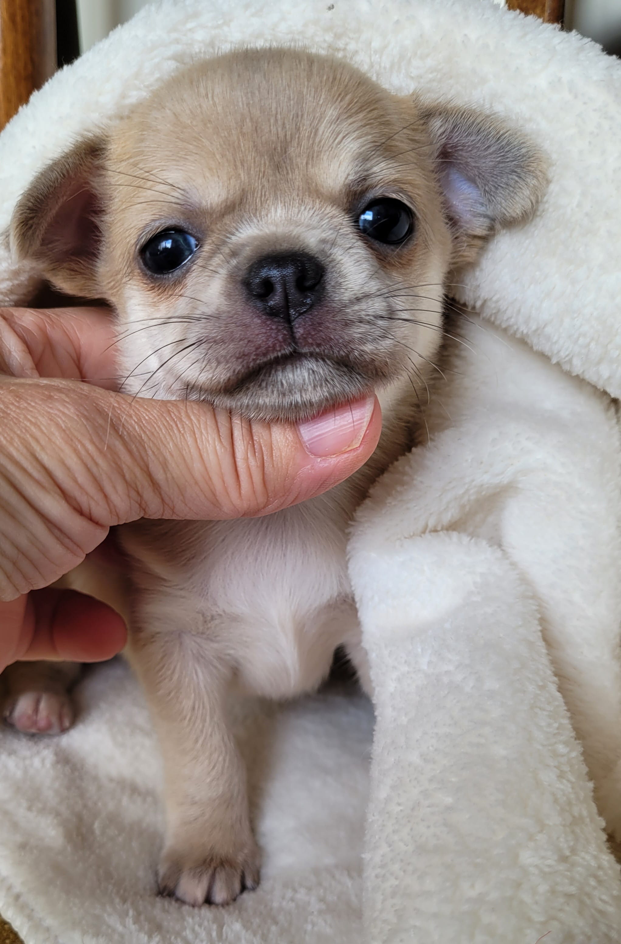 Чихуахуа щенки — фото 7