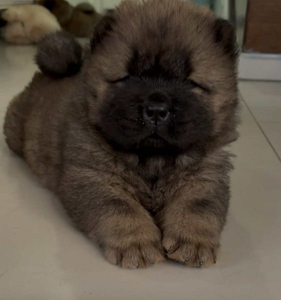 Чистокровные щенки чау-чау — фото 4