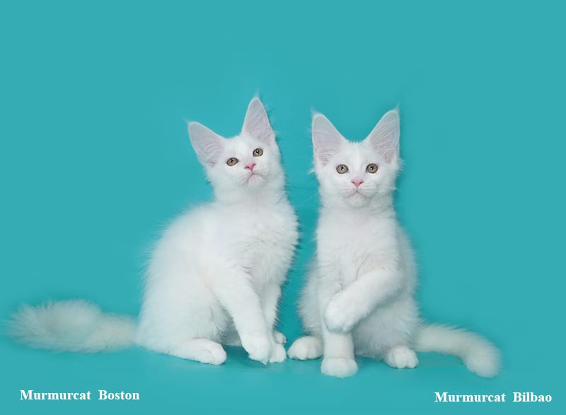 Мейн кун котята из питомника Murmurcat — фото 4