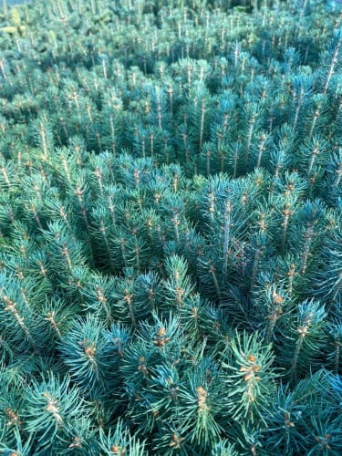 Сеянцы, саженцы хвойных растений из питомника — фото 4