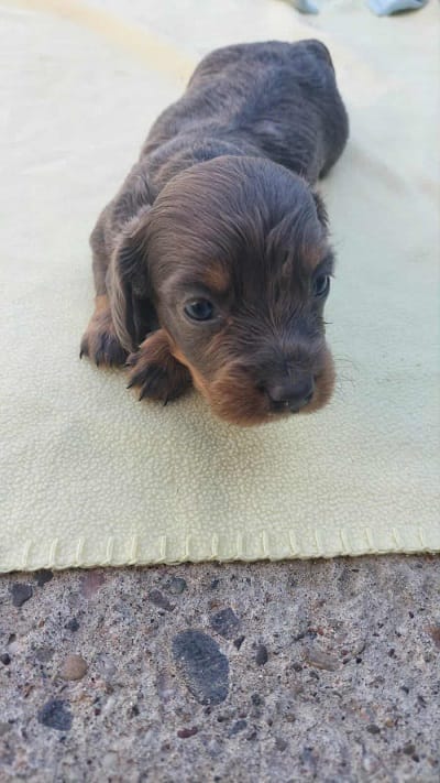 Длинношерстная такса — фото 8