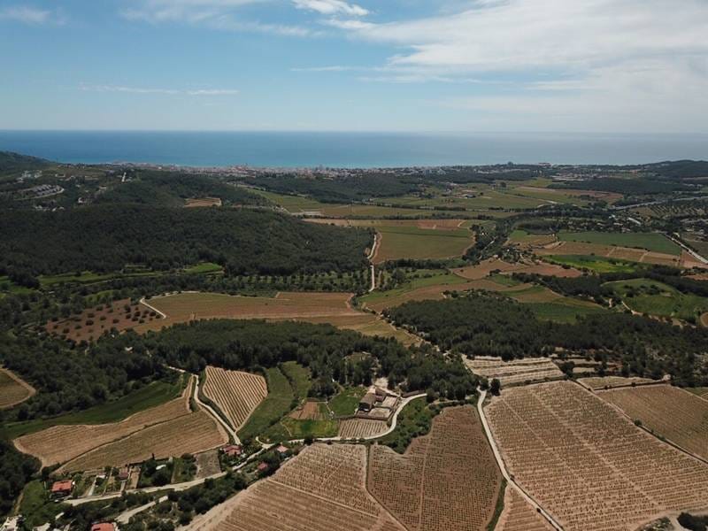 ПОМЕСТЬЕ С ВИНОГРАДНИКАМИ В ИСПАНИИ — фото 49