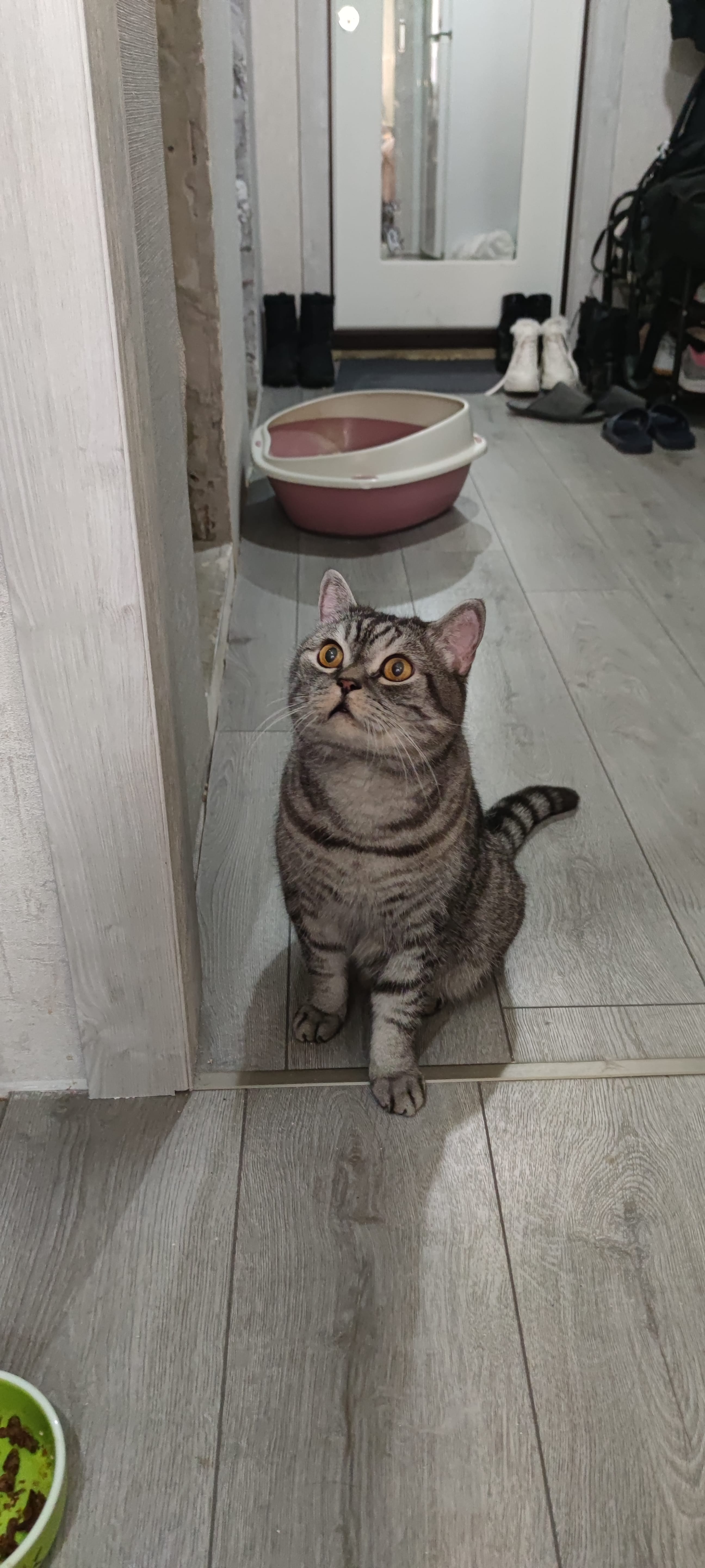 Стрижка собак и кошек — фото 11