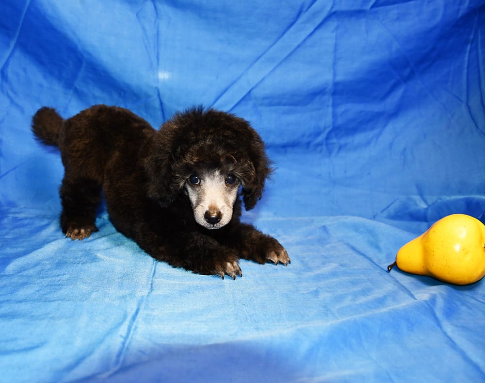 Щенок  пуделя миниатюрный мальчик серебристый Джентли Борн Рондо