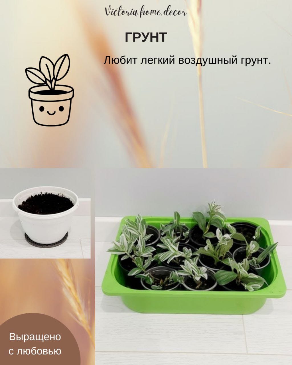 Традесканция Albiflora Albovittata /Альбифлора Альбовиттата — фото 8