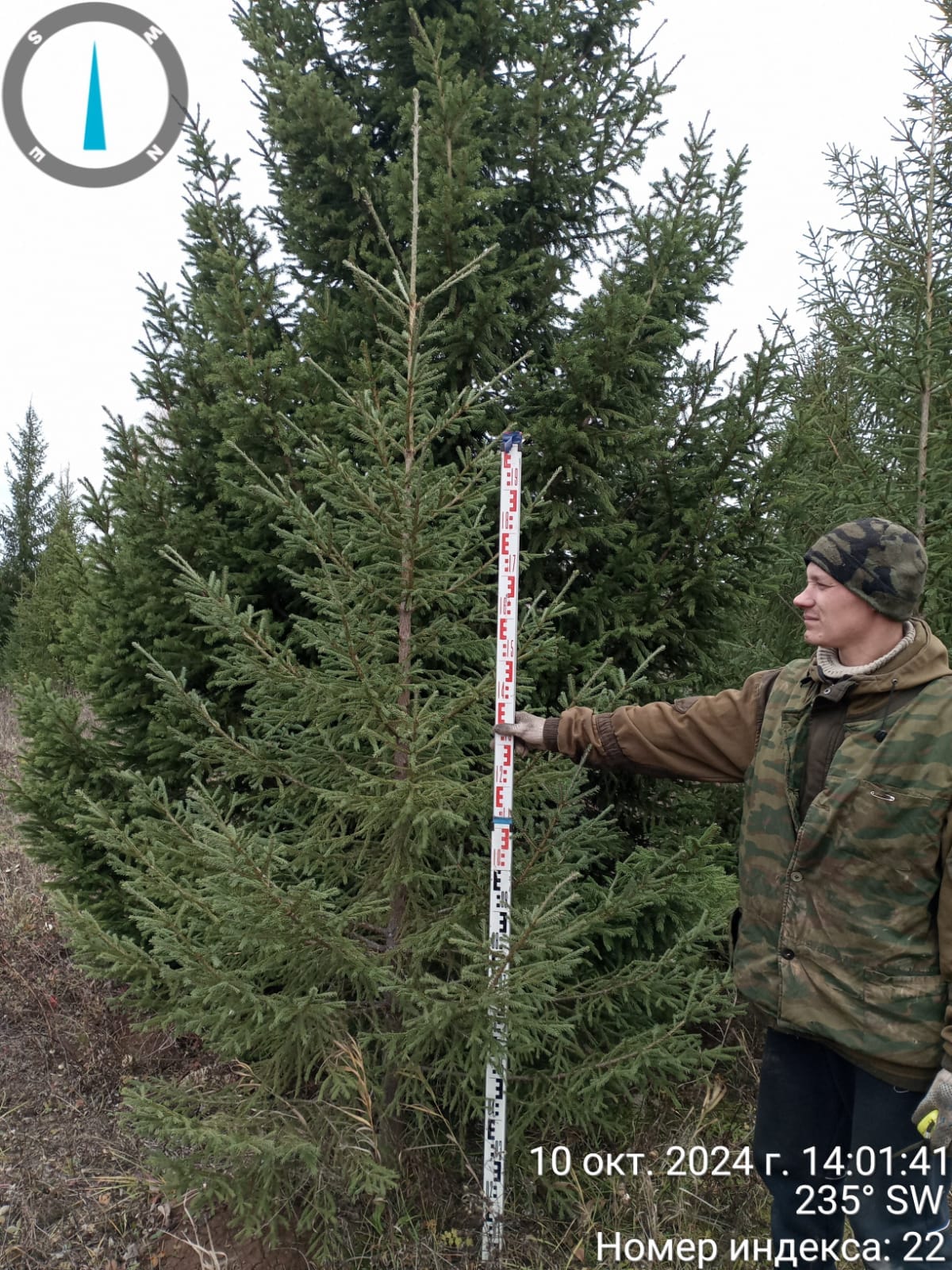 елки с корнем