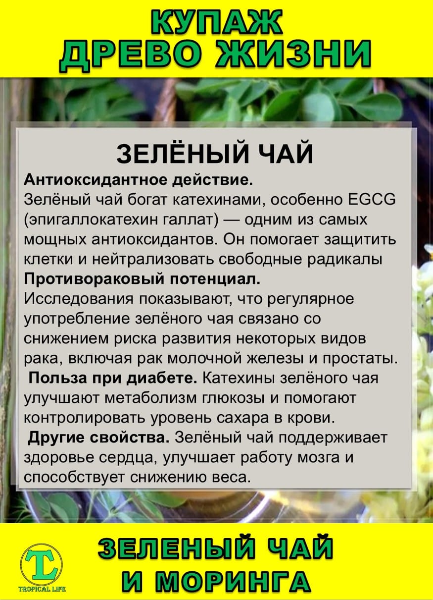 Функциональный купаж Древо Жизни. Моринга и Зеленый чай — фото 5