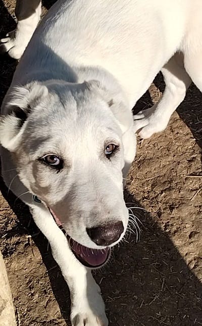 Прекрасные суки среднеазиатской овчарки - алабая — фото 4