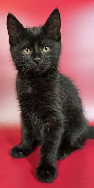 В самые добрые ручки отдам котёнка — фото 3